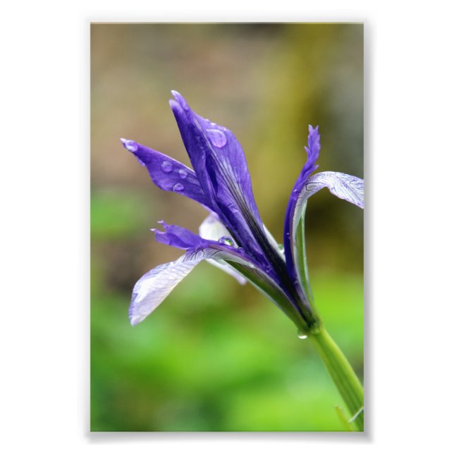 Impression Photo Les gouttes de pluie sur Iris (Devant)