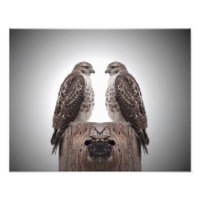 Les Hawks en poste