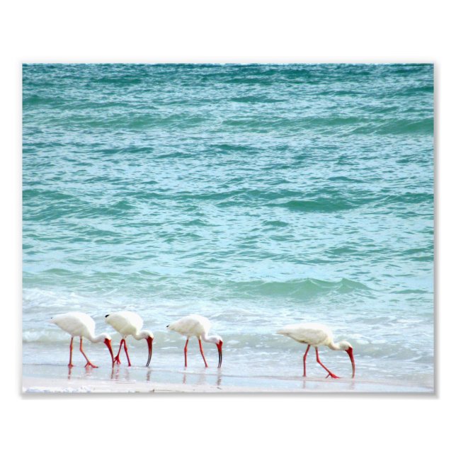 Impression Photo Les oiseaux de rivage blancs Ibis marchent sur la  (Devant)