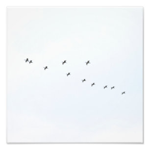 Impression Photo Les oiseaux volent sur le ciel