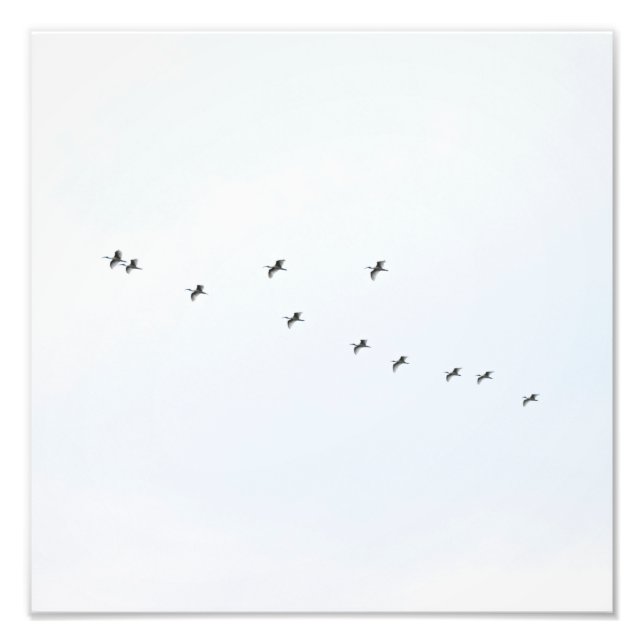 Impression Photo Les oiseaux volent sur le ciel (Devant)