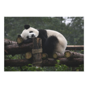Impression Photo Les pandas géants à la Protection des pandas géant