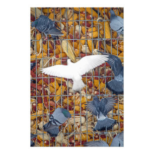 Impression Photo Les pigeons attrapent le maïs