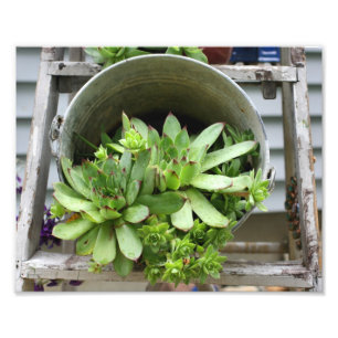 Impression Photo Les Poules Et Les Poulets Succulent Dans Une Natur