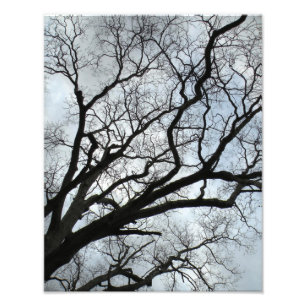 Impression Photo Les veines de l'arbre
