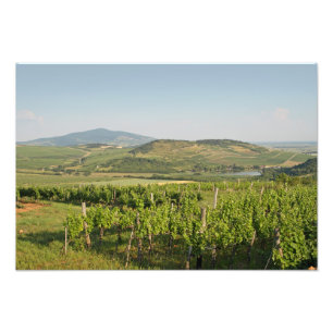 Impression Photo Les vignobles de Tokaj, Hongrie