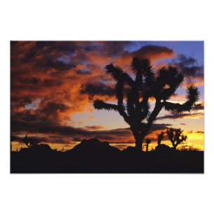 Impression Photo Lever du soleil spectaculaire à Joshua Tree Natio