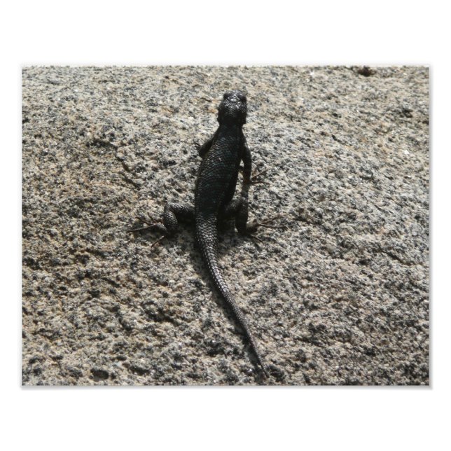 Impression Photo Lézard noir (Devant)