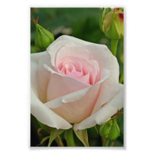 Impression Photo L'hybride rose d'Ophélie s'est levé