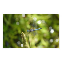 libellule bleu