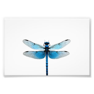 Impression Photo Libellule bleue - Amoureux de la faune insecte ani