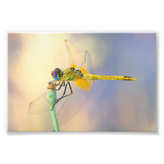 Impression Photo libellule de plusieurs couleurs