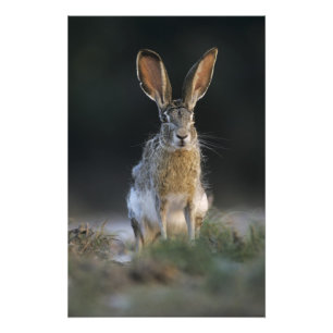 Impression Photo Lièvre à queue noire, Lepus californicus, 2