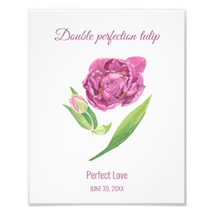 Impression Photo Lilac tulip double perfection parfait amour
