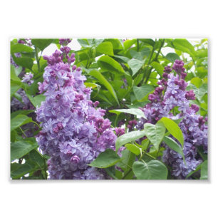 Impression Photo Lilacs d'impression photographique