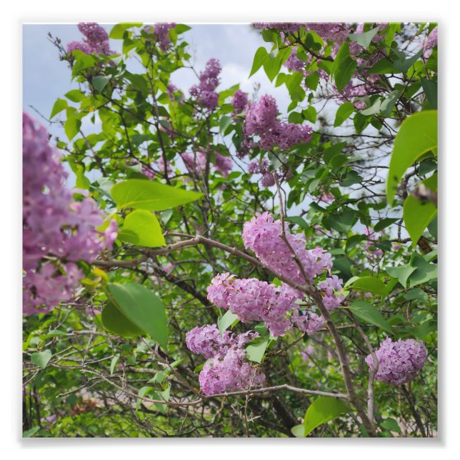Impression Photo Lilacs en fleur (Devant)