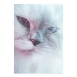 Impression Photo Lilly
