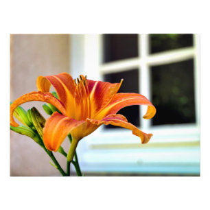 Impression Photo Lily de tigre orange