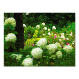 Impression Photo Limelight Hydrangeas dans My Rubio Garden