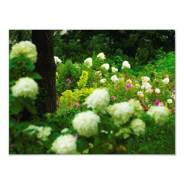 Impression Photo Limelight Hydrangeas dans My Rubio Garden (Devant)