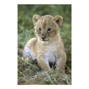 Impression Photo lion africaine, Panthera leo), Tanzanie,
