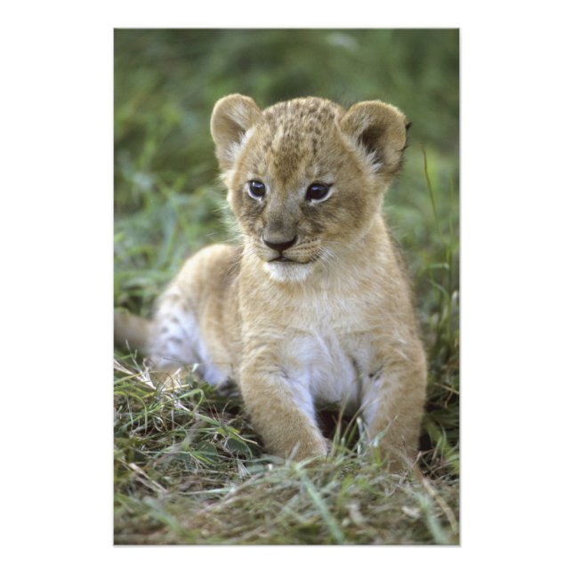 Impression Photo lion africaine, Panthera leo), Tanzanie, (Devant)