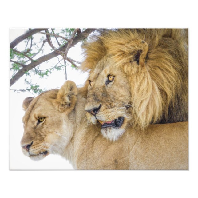 Impression photo Lion Couple (Devant)