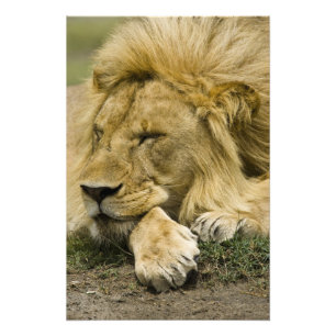 Impression Photo Lion d'Afrique, Panthera leo, couché endormi