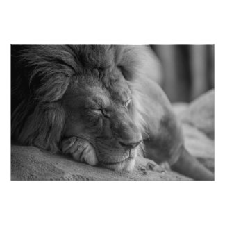 Impression Photo Lion dormant