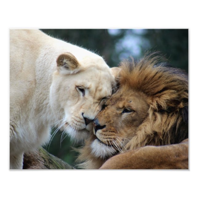 Impression Photo Lion et Lion (Devant)