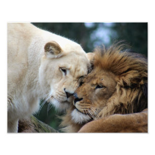 Impression Photo Lion et lionne