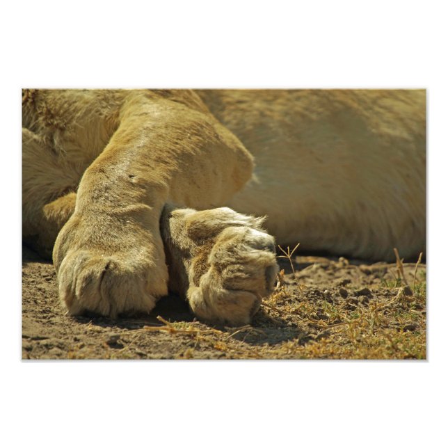 Impression Photo Lion Paws (Devant)