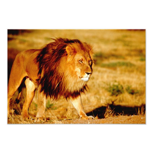 Impression Photo Lion solitaire (Devant)
