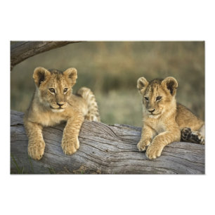 Impression Photo Lionceaux sur rondin
