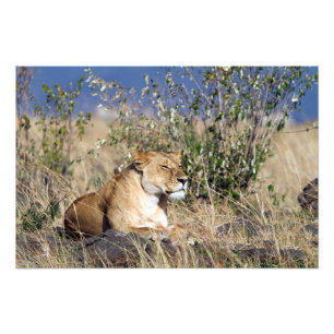Impression Photo Lioness resting