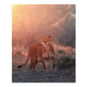 Impression Photo Lionne pendant le matin