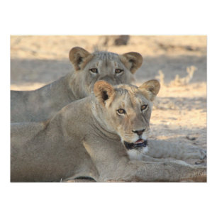 Impression Photo Lions