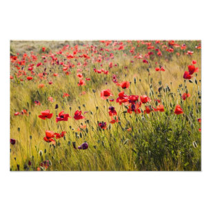 Impression Photo L'Italie, la Toscane, Les Pavots dans le champ de 