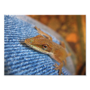 Impression Photo Lizard d'Anole Verte
