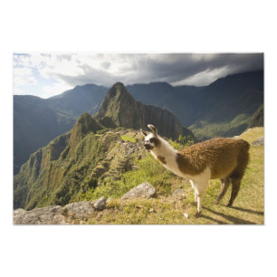 Impression Photo Llamas et vue sur Machu Picchu,