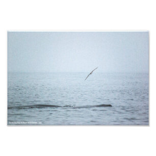 Impression Photo L'oiseau qui a fait le tour des baleines