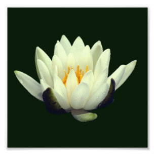 Impression Photo Lontus Blossom unique 8x8