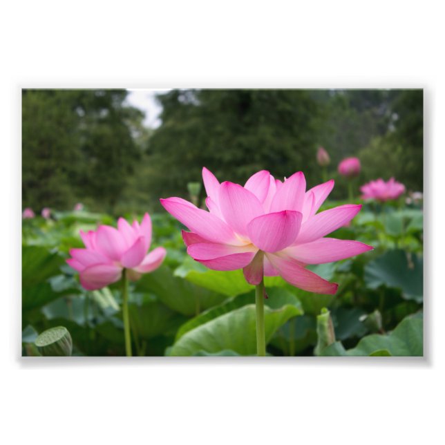 Impression Photo Lotus rose (Devant)