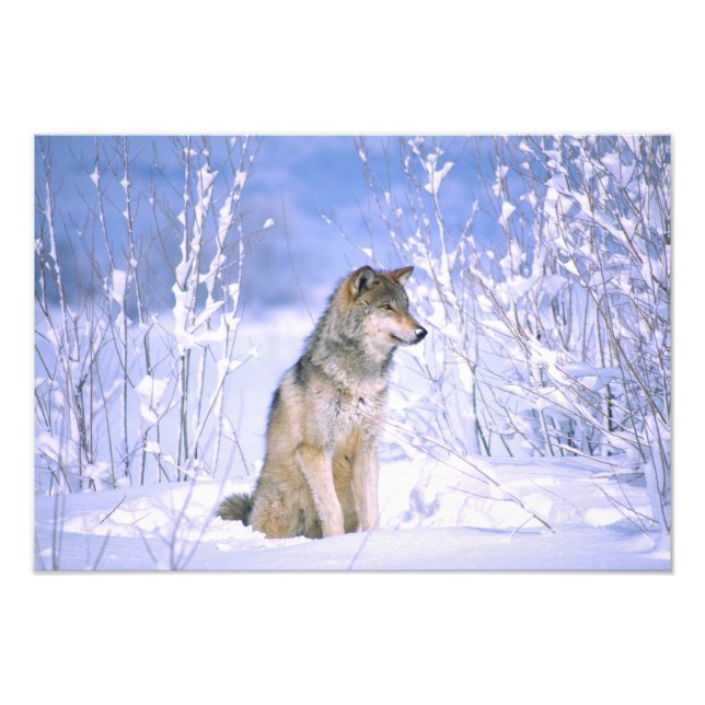 Impression Photo Loup de bois assis dans la neige, Canis lupus, (Devant)
