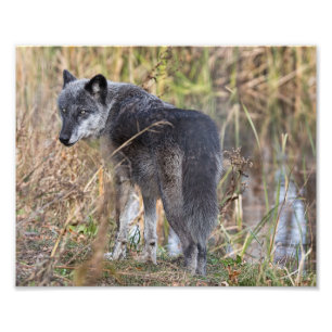 Impression Photo Loup de bois debout par eau