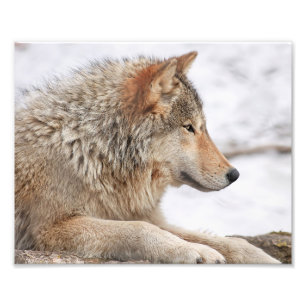 Impression Photo Loup de bois mâle en pleine neige