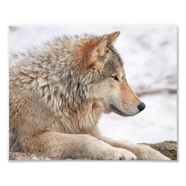 Impression Photo Loup de bois mâle en pleine neige (Devant)