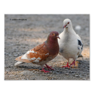 Impression Photo Lovey-Dovey Pigeons : Les gentillesses préfèrent l