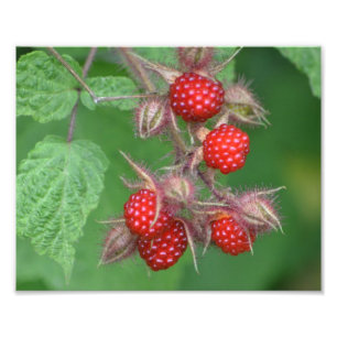 Impression photo Lucit Raspberry