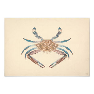 Impression Photo Luigi Balugani - Portunua Pelagicus - Crabe bleu